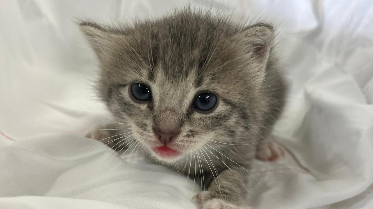 Three week old Murphy was saved from the trash.