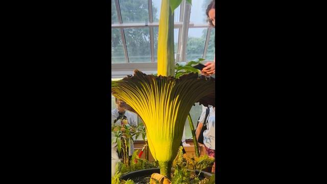 240125_Corpse_Flower_Blooms_9x16