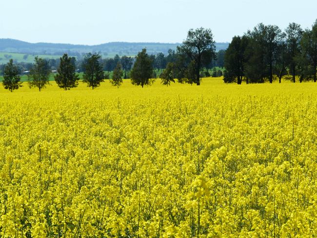 A $63 million bioenergy plant at Wagga Wagga will consume 170,000 tonnes of oilseeds a year.