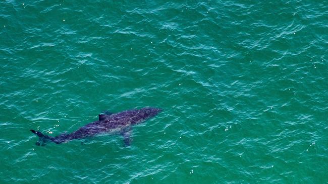 Beachgoers beware: Shark nets removed ahead of wild weather