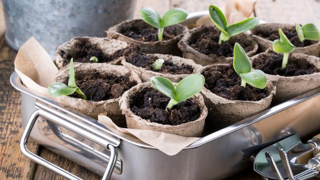 Head start: young pumpkin sprouts