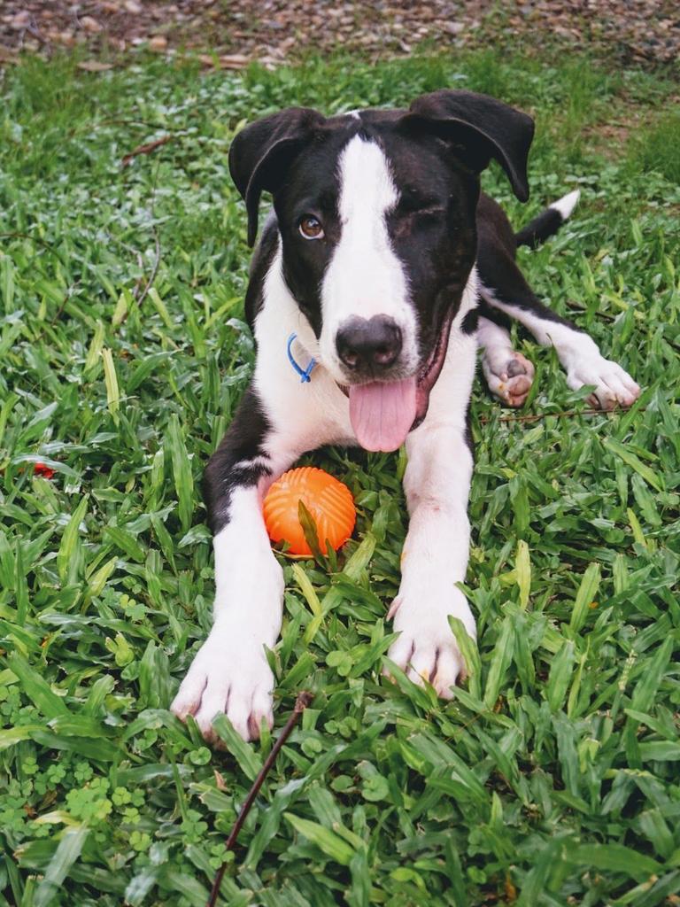 After more 419 days of surgeries, treatment and foster care Watson the American Staffie-cross was ready for adoption. He was found in Bloomsbury, Mackay after he was shot twice, once in the leg and once in the face. Picture: contributed.