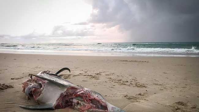 Jonathan Miller has warns surfers after discovering a dolphin with huge shark bites washed up on new Brighton beach