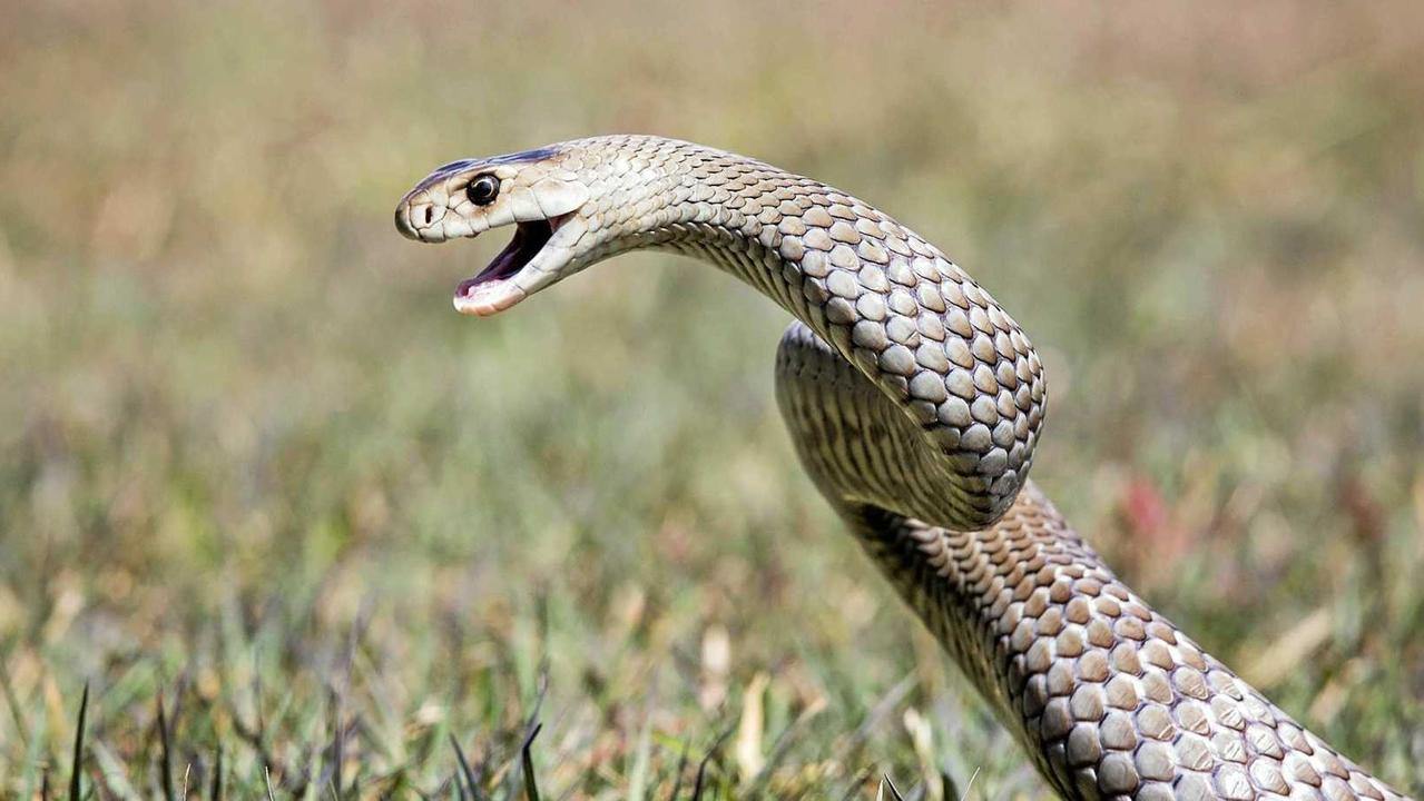 Child rushed to hospital after snake bite at Bushland Beach property ...