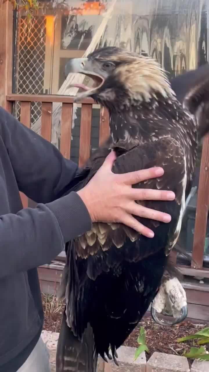 Young wedge-tailed eagle with poisoning