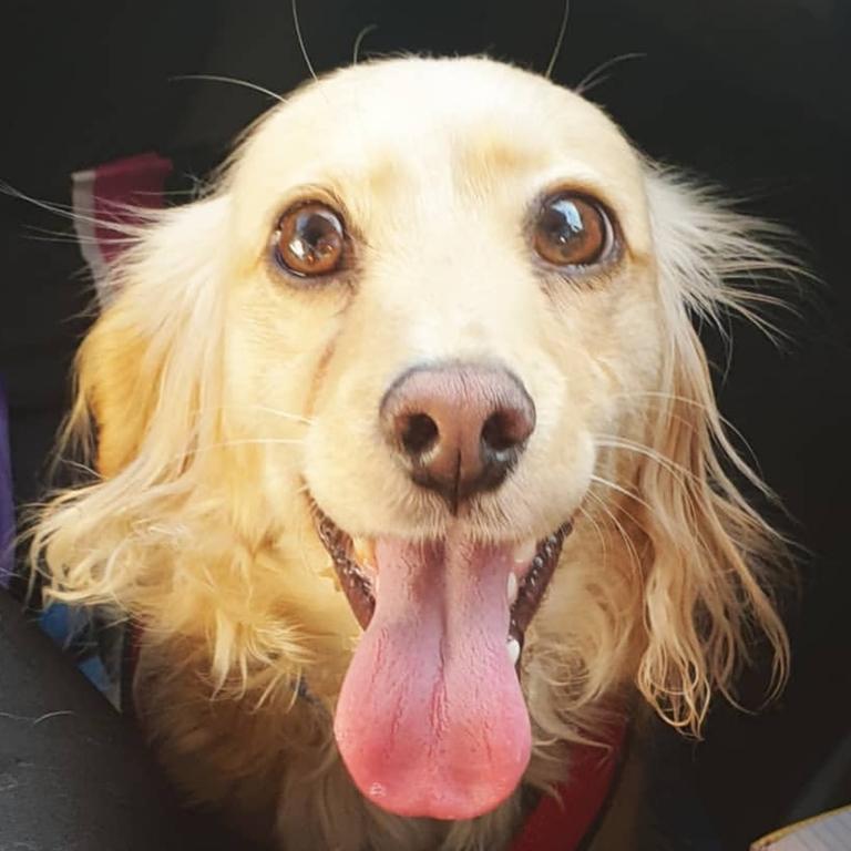 Ollie after walkies by the sea. Picture: Emily Amiet