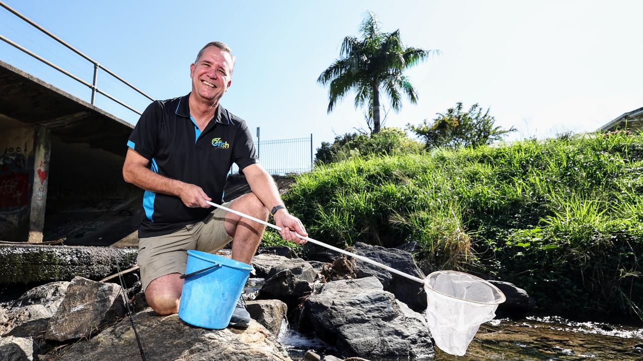 ‘Fish drops’ to restore Cairns’ urban waterways and cherished fishing ...