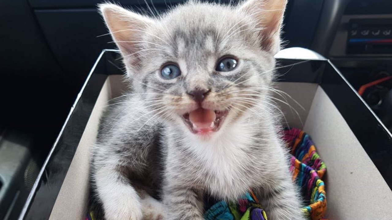 Harley. My daughters new baby boy. Picture: Jodi Bennett. Cutest cats in Pine Rivers.