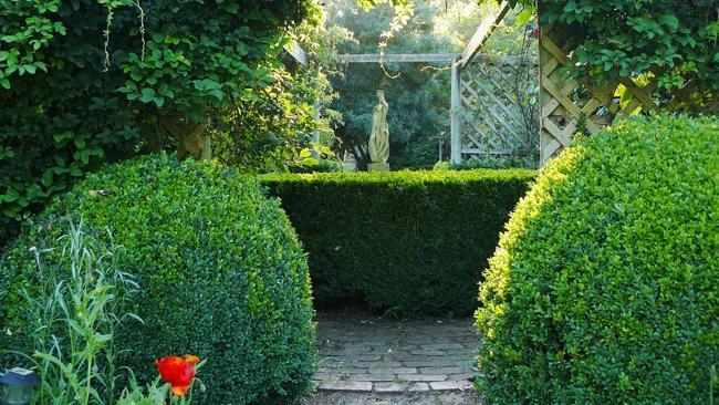 Caroline Hills. Two large balls of clipped box frame the view to a chocolate vine-draped pergola.