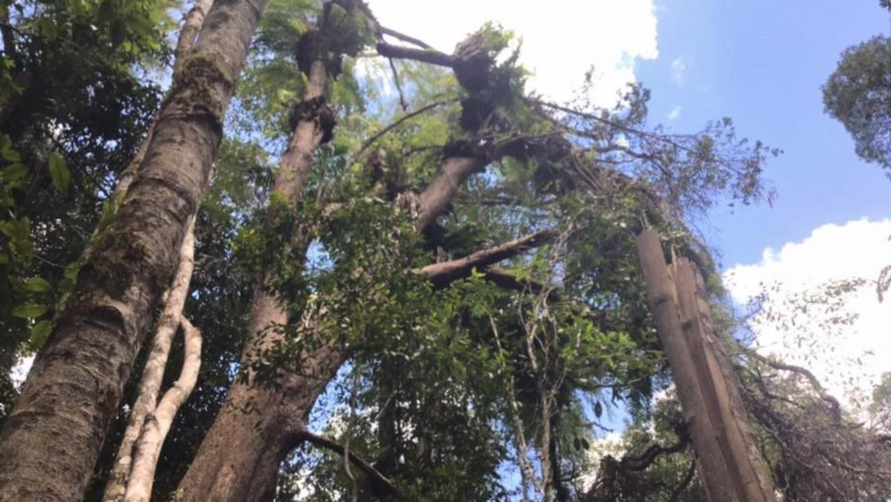 Gillies Range: Urgent Call For Removal Of Potentially Deadly Trees 