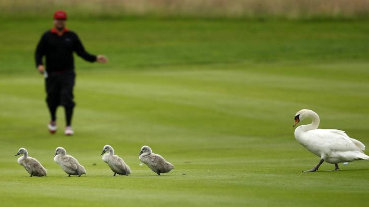 Sweden's Joel Sjoholm gestures towards a family of swans during the final of the International Golf Open in Pulheim, near Cologne, Germany, June 2012. Picture: Reuters