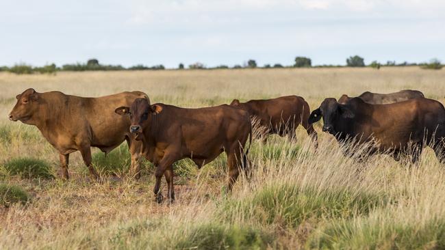 Across the Kimberley Cattle Portfolio, 45,000 to 50,000 breeders have been run.