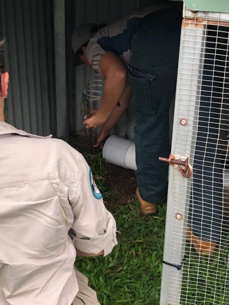 The animal will be housed in a DESI facility in Mackay until a home can be found for the animal at a licensed farm or zoo. Picture: Supplied / DES