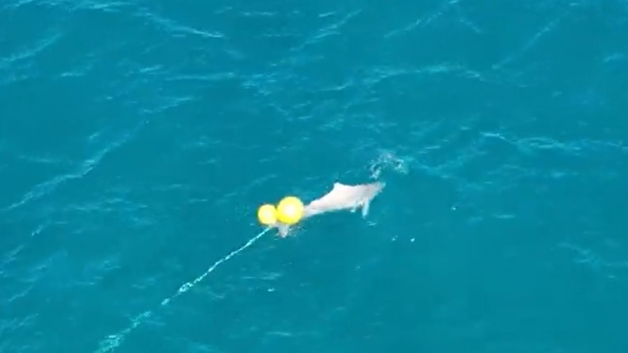 The dolphin was spotted stuck on the line midafternoon Thursday off Kawana Beach, Sunshine Coast, Queensland. Picture: Supplied / Erin Kirkwood