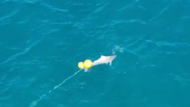 The dolphin was spotted stuck on the line midafternoon Thursday off Kawana Beach, Sunshine Coast, Queensland. Picture: Supplied / Erin Kirkwood