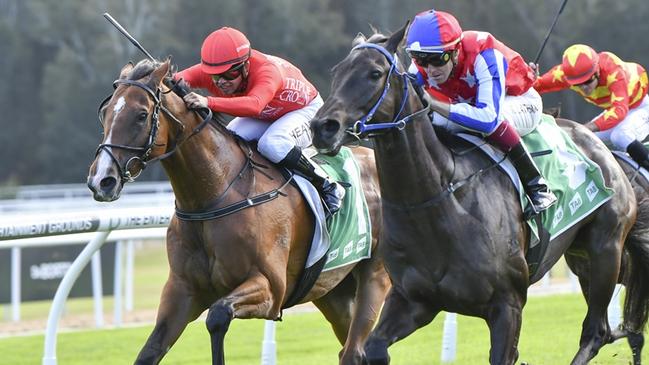 Imported gelding Hiawatha (left) can land his first Australian win at Hawkesbury. Picture: Bradley Photos