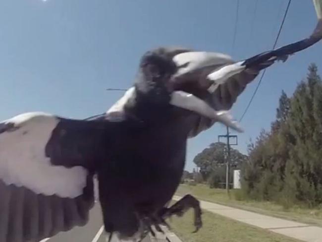 YouTube screen grab of a lone Magpie at Shellharbour, NSW, Australia during swooping season(note the worm in his mouth 1st attack). Picture: Trent Nicholson / YouTube