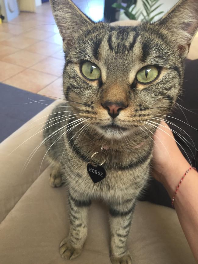 Horse, our rescue cat, is approximately 2-years-old and has overcome a lot in her life, including PTSD from previous moves. Picture: Pietje Span