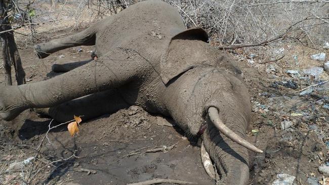 Poachers kill 14 elephants with cyanide. Pic: Facebook/Matusadona Anti Poaching Project