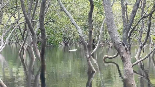 Is this the rogue crocodile on North Stradbroke Island?