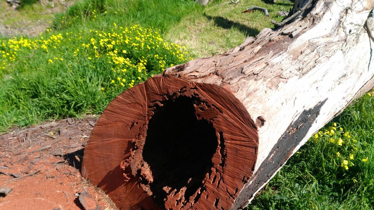 SHADY ACT: The Southern Downs dad cut trees from the Durakai Forest on three occasions. Pictures: supplied