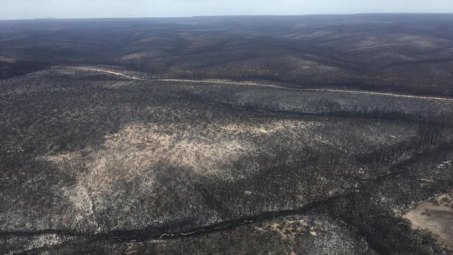 Most of the dunnart’s habitat was destroyed in the blazes. Picture: Facebook/Kangaroo Island Land for Wildlife