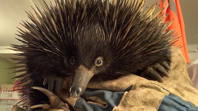 WILD RIDE: An echidna in the care of the Northern Rivers Wildlife Carers after a 10 km wild ride in an engine bay.