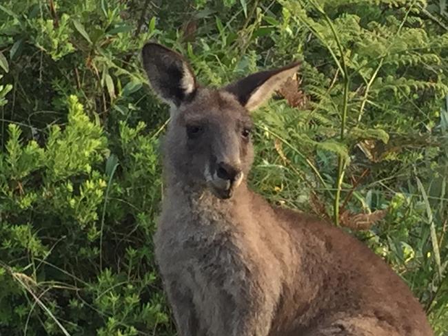 Who are roo looking at? Picture: Kate Schneider