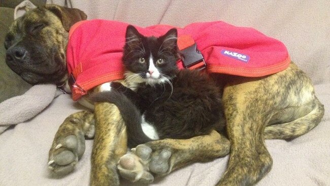 This is Willow (the dog) and her best mate Max (the cat). They look out for each other andlove cuddling up on cold nights. Picture: Sandy Warner
