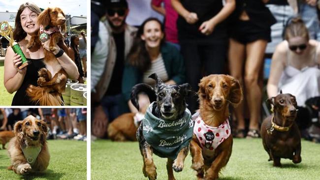 The second annual dachshund race, was the 'drool in the crown' for this year’s BrookieFest.