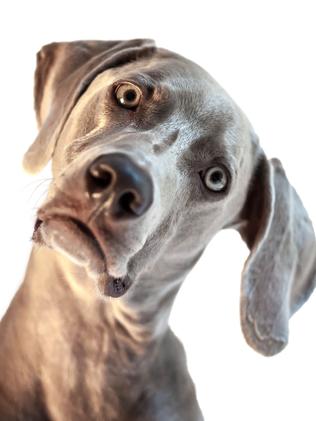 Say what? Picture: istock