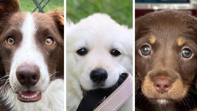 Warning: Cuteness overload as Gympie’s cutest summer dog crowned