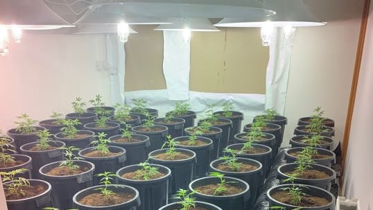 Police disrupt large-scale hydroponic cannabis setups.