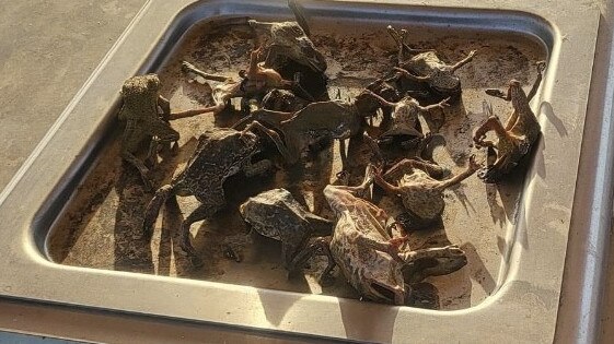 Images have circulated online of a pile of dead cane toads founds on hot plate of a public BBQ.