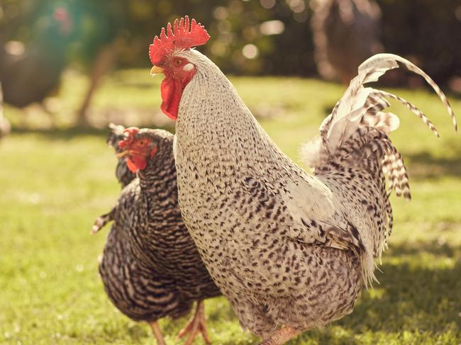 Healthy free range rooster and hen strutting around a lush green sunlit garden, with other chickens visible in the background being fed. iStock