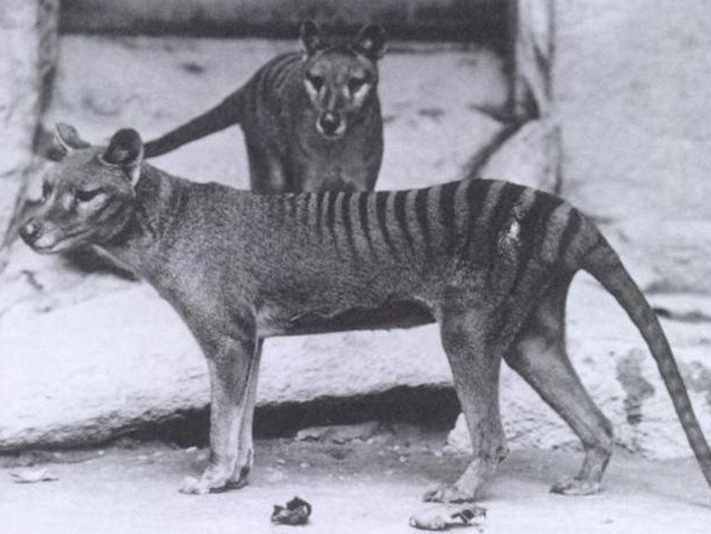 Tasmanian tiger sightings continue to be reported The Advertiser