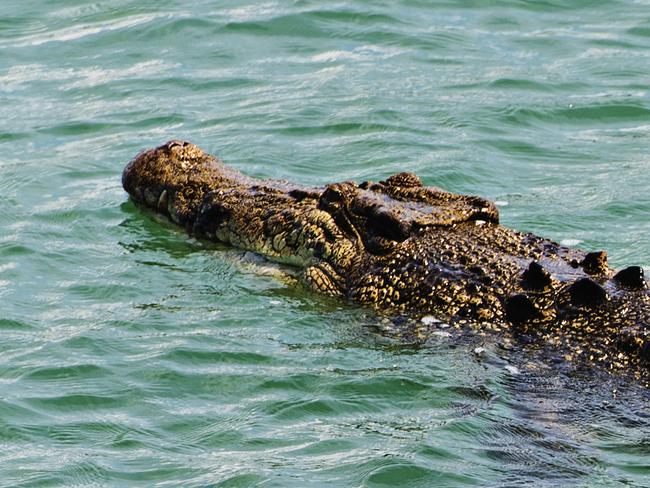 An approximately 3.8m saltwater crocodile was spotted hanging around the Wagait Beach jetty and boat ramp as fishos continued to fish dangerously close to the water.