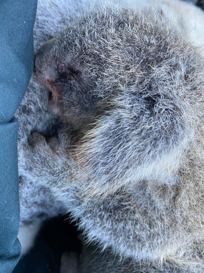 A joey and its mum were killed in Joyner on Wednesday (17/6/20).