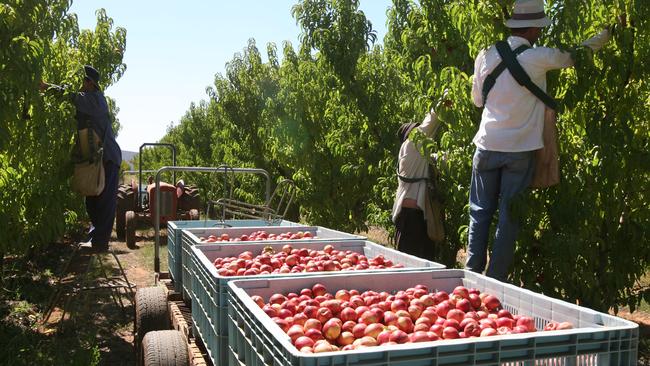 Farmers have been begging the state government to approve quarantine plans so they can hire some 25,000 Pacific seasonal workers.