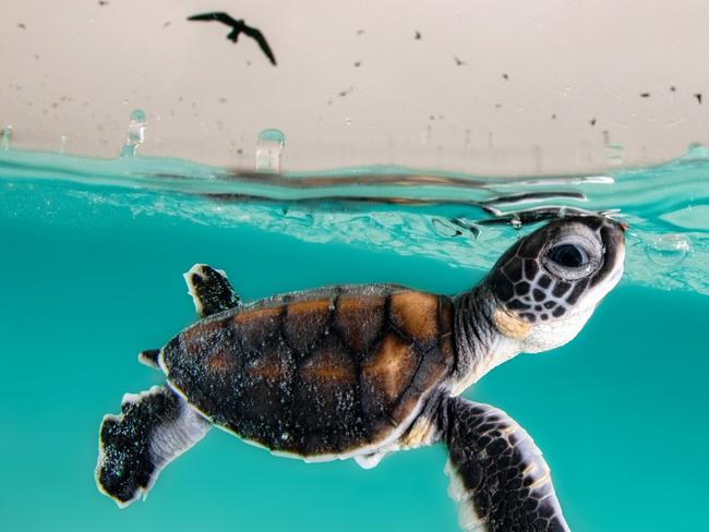 AUSSIE PHOTOGRAPHER // HANDOUT WITH PERMISSION. ONE TIME USE ONLY. DO NOT CROP. MUST CREDIT PHOTOGRAPHER/VITAL IMPACTS. MUST LINK TO SALE. // Heron Island, Queensland, Australia. A Green Sea Turtle hatchling cautiously surfaces for air to a sky full of hungry birds. Against all odds, this hatchling must battle through the conditions of a raging storm whilst evading a myriad of predators.Not only has the tropical storm brought out thousands of circling birds, but there are also patrolling sharks and large schools of fish on the hunt for baby turtles. Only 1 in 1000 of these hatchlings will survive, will this one survive against all odds.Hannah Le Leu has always been intrigued by the ocean. Its mystery and diversity inspired her to begin her journey underwater as a photographer.Follow Hannah Le Leu on Instagram @hannahmitchell_photography.