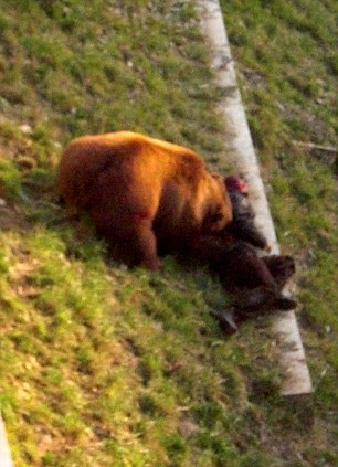 Bear attack | Herald Sun