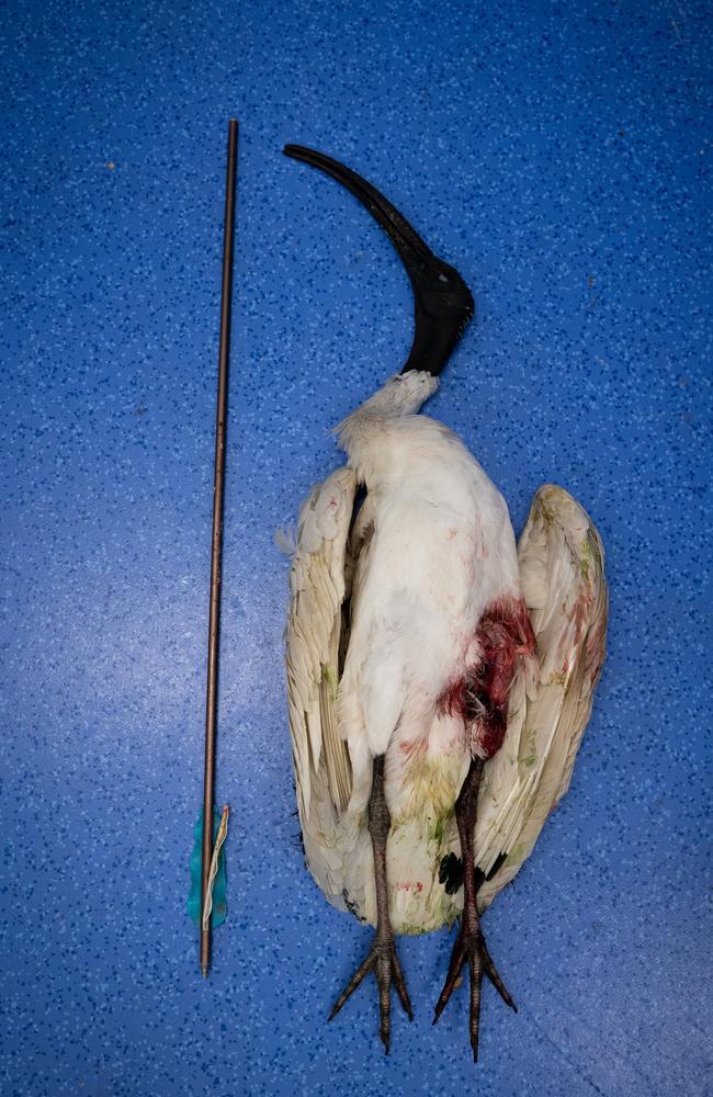 The ibis shot with an arrow at Caboolture had to be euthanised. Photo supplied