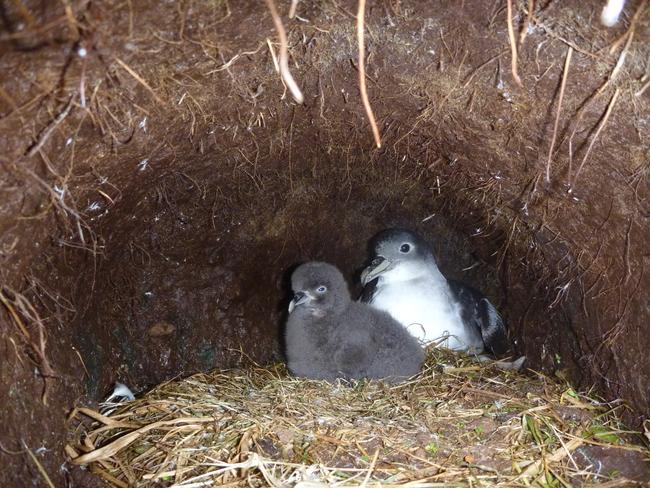 Grey petrel and chick in nest at Macquarie Island.