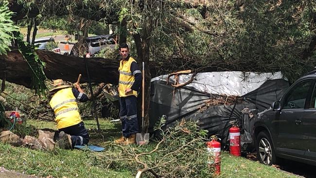 A tree has fallen on a car and a caravan in Arnhem Rd, Allambie Heights. Picture: Jim O'Rourke.