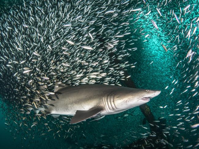 Sand tiger sharks survive on a diet of bony fish, other sharks and crustaceans. With no reported human fatalities caused by a sand tiger shark, conservationist Tanya hopes her snaps will teach the public the truth about these awesome creatures.PICTURE: TANYA HOUPPERMANS/CATERS