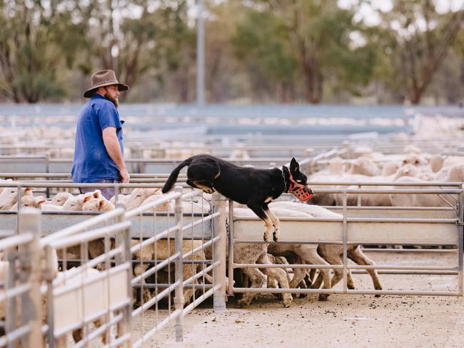 Going strong: Bendigo results showed Victoria now has the strongest prices for heavy and tradeweight lambs. Picture: Chloe Smith