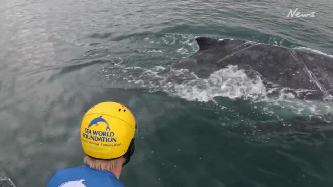 Sea World Sea World whale rescuers save stricken humpback off Northern NSW Coast