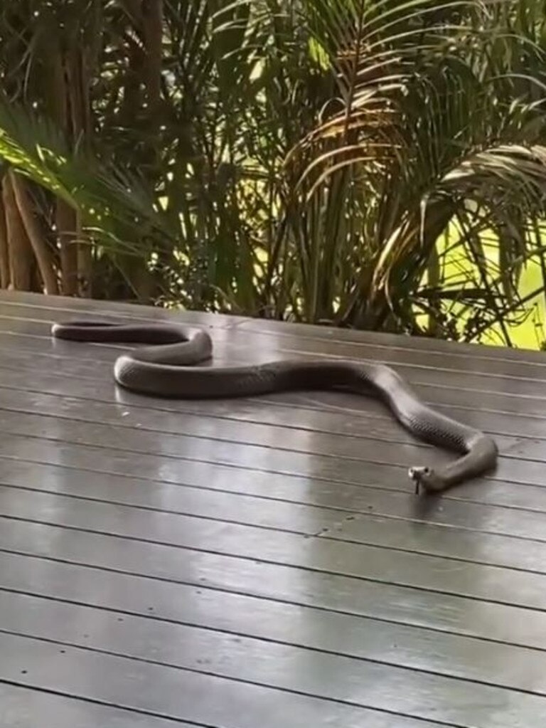 The massive brown snake on the deck of a Queensland home. Picture: TikTok