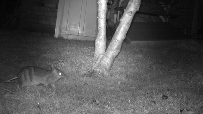 Eastern barred bandicoot.