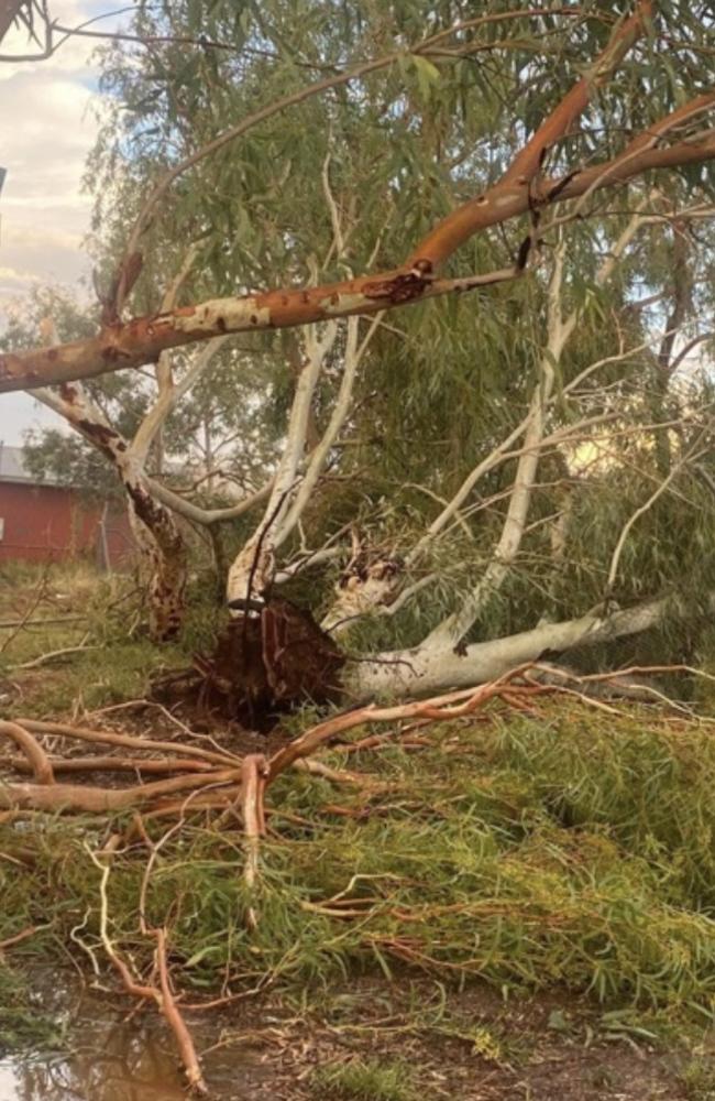 The storm ripped up trees. Picture: NT Police